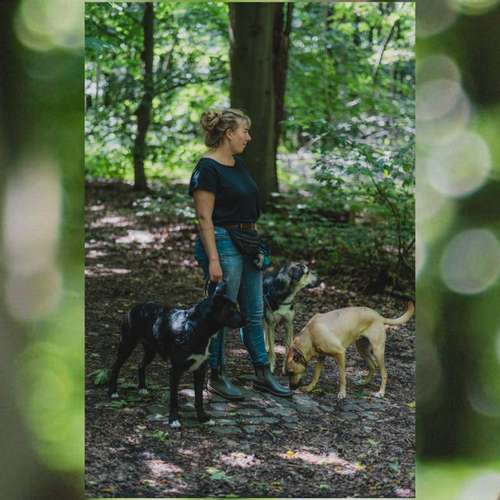 Hundeauslaufgebiet-Consono im Einklang-Bild