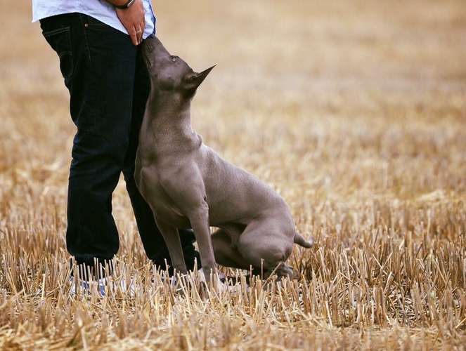 Hundeauslaufgebiet-Hundeschule Under Dogs -Bild