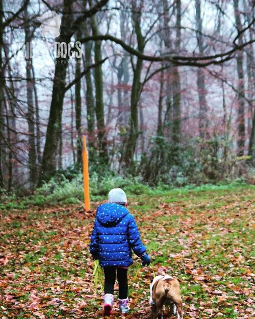 Hundeauslaufgebiet-Hundeschule Under Dogs -Bild