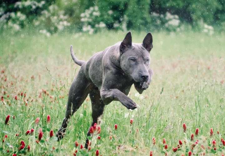 Hundeauslaufgebiet-Hundeschule Under Dogs -Bild