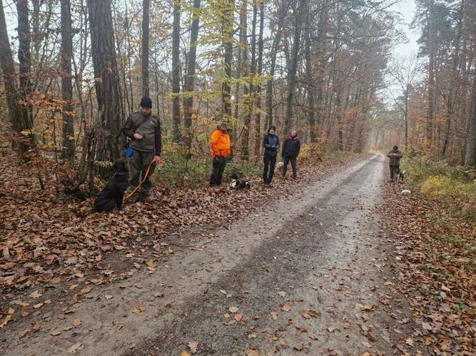 Hundeauslaufgebiet-Traildogs Hundetraining - Nicole Steinmetz-Bild