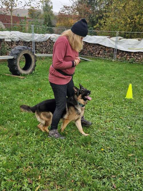 Hundeauslaufgebiet-Traildogs Hundetraining - Nicole Steinmetz-Bild