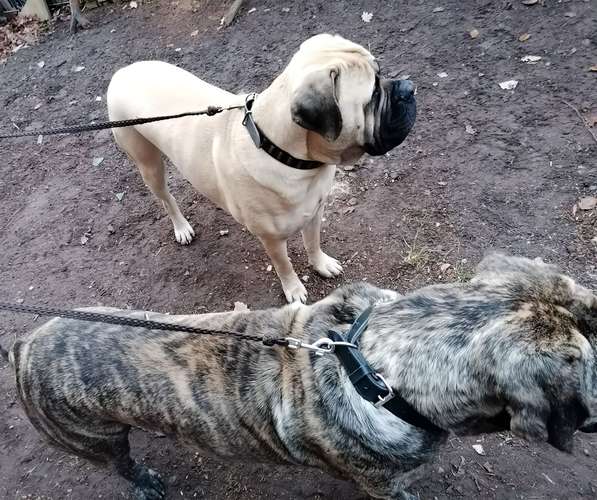 Hundeauslaufgebiet-sugarleash24-Bild