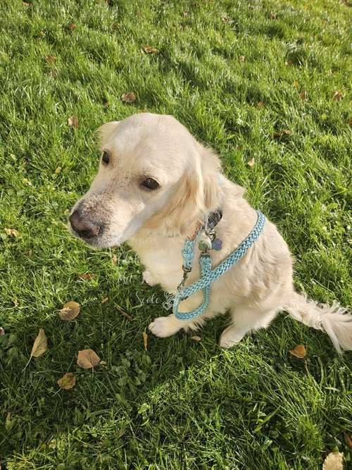 Hundeauslaufgebiet-sugarleash24-Bild