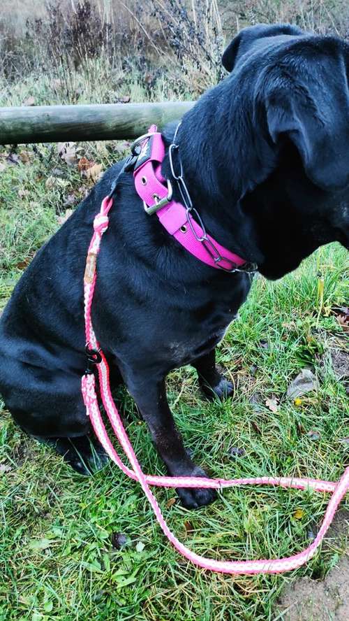 Hundeauslaufgebiet-sugarleash24-Bild