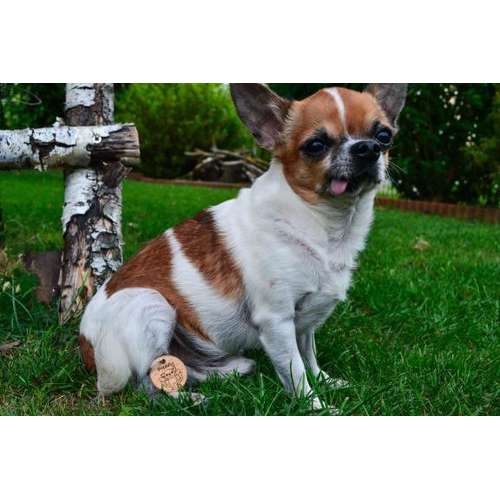 Hundeauslaufgebiet-Wonder Wuff-Bild