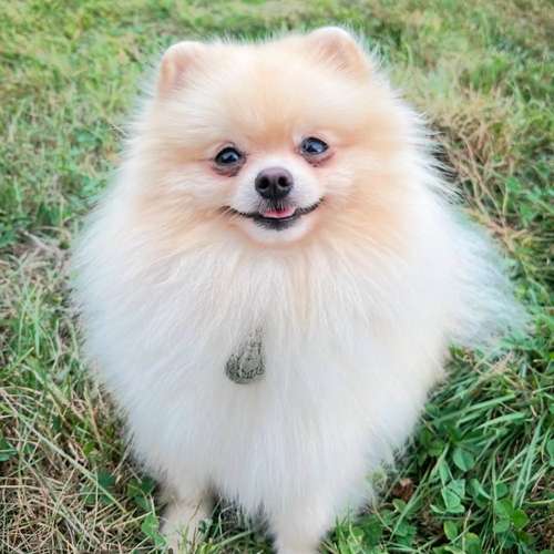 Hundeauslaufgebiet-Wonder Wuff-Bild