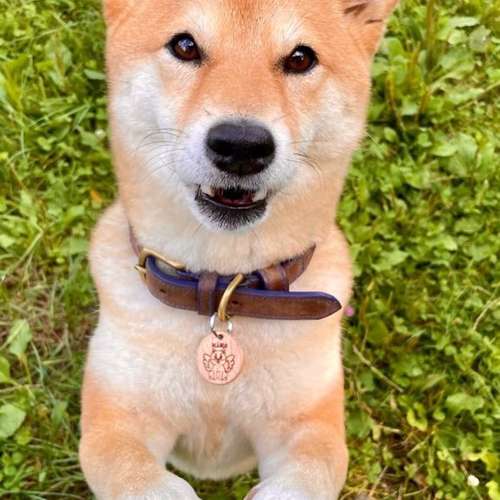 Hundeauslaufgebiet-Wonder Wuff-Bild