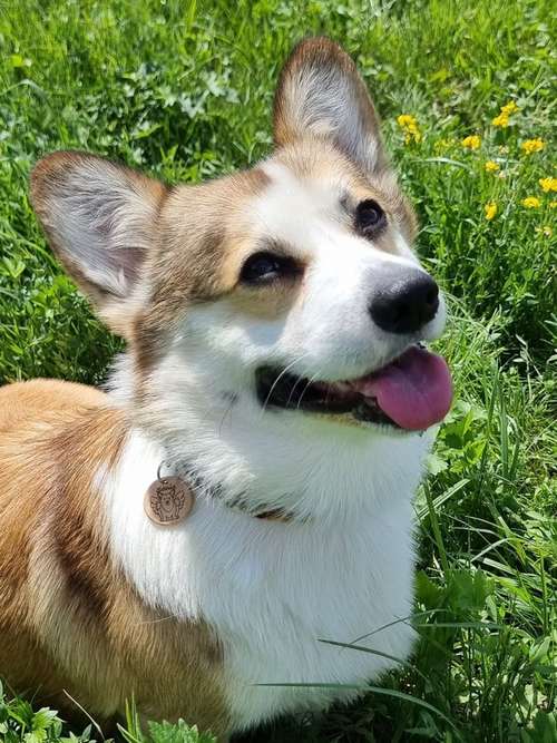 Hundeauslaufgebiet-Wonder Wuff-Bild