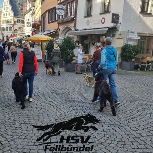 Hundeauslaufgebiet-HSV Fellbündel Pik Ass e.V.-Bild