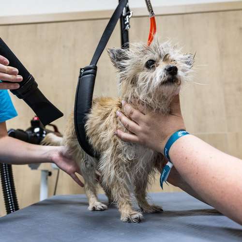 Hundeauslaufgebiet-ZooRoyal Düsseldorf-Bild