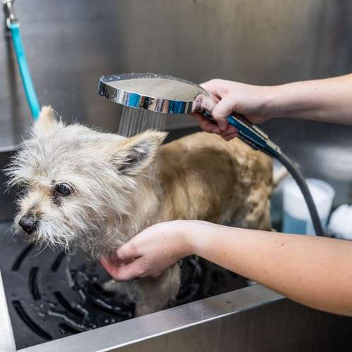 Hundeauslaufgebiet-ZooRoyal Düsseldorf-Bild