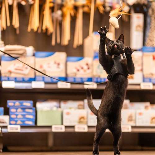Hundeauslaufgebiet-ZooRoyal Düsseldorf-Bild