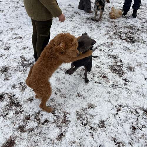 Hundeauslaufgebiet-Klaudia Bange-Bild