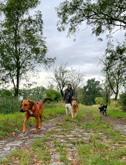 Hundeauslaufgebiet-DoggoToGo-Bild