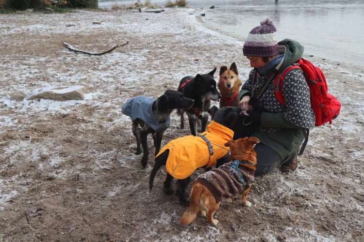 Hundeauslaufgebiet-DoggoToGo-Bild