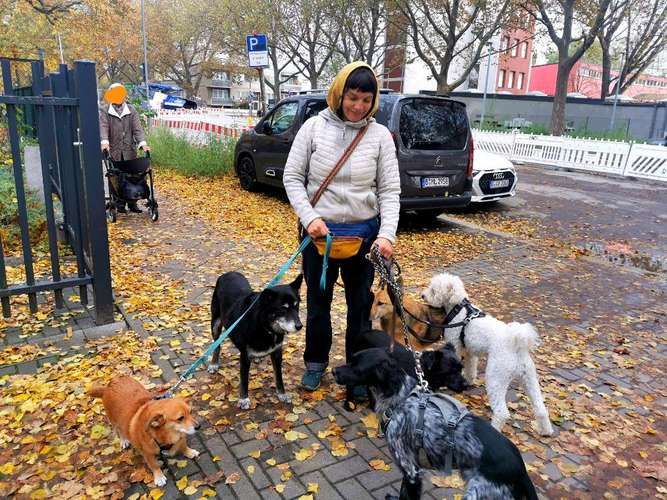Hundeauslaufgebiet-DoggoToGo-Bild