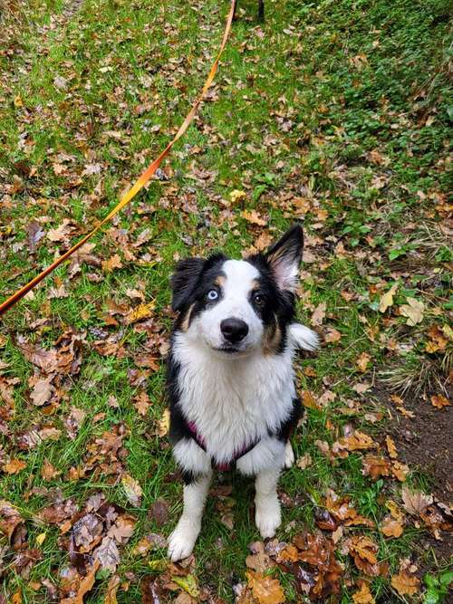 Hundeauslaufgebiet-Hund.Assistenz.Training.Aigersberg-Bild