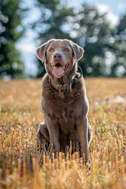 Hundeauslaufgebiet-Hund.Assistenz.Training.Aigersberg-Bild