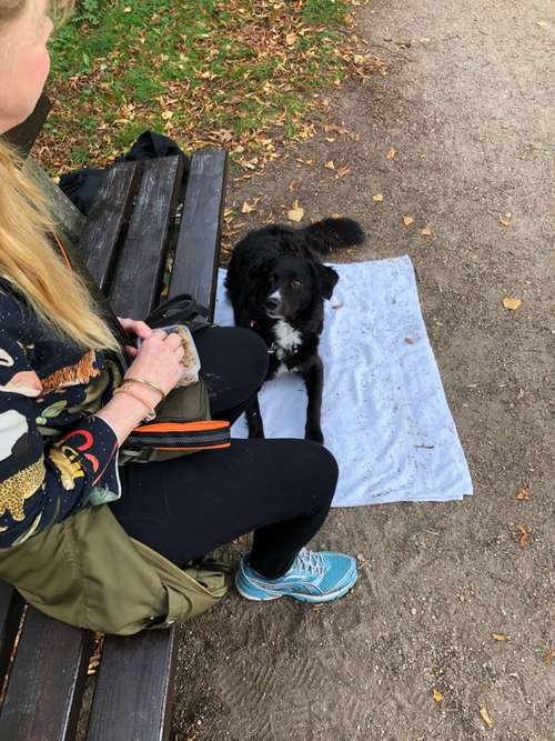 Hundeauslaufgebiet-Powerhouse Dogs-Bild