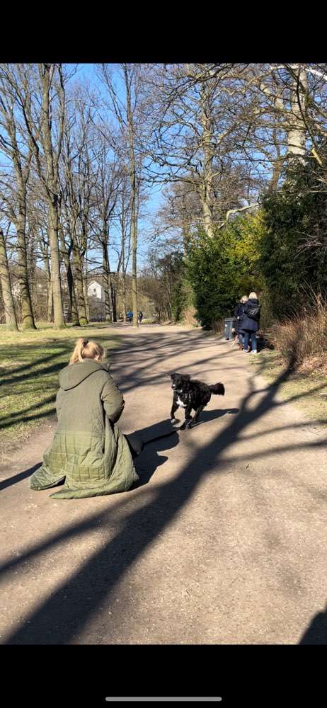 Hundeauslaufgebiet-Powerhouse Dogs-Bild