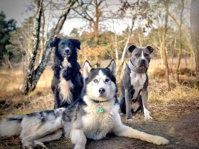 Hundeauslaufgebiet-Powerhouse Dogs-Bild