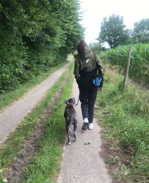 Hundeauslaufgebiet-Powerhouse Dogs-Bild