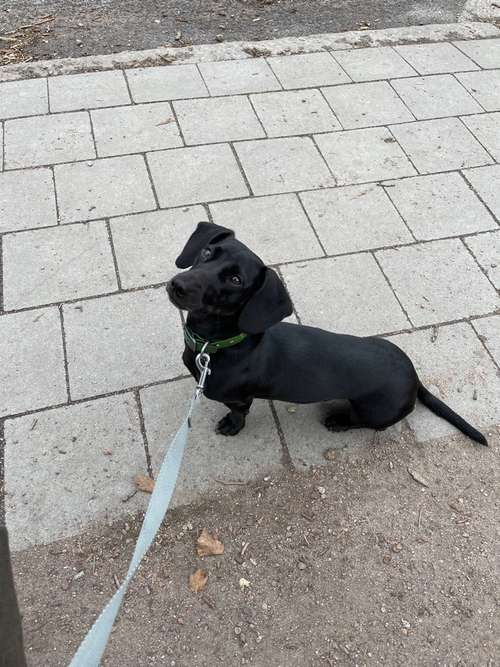 Hundeauslaufgebiet-Powerhouse Dogs-Bild