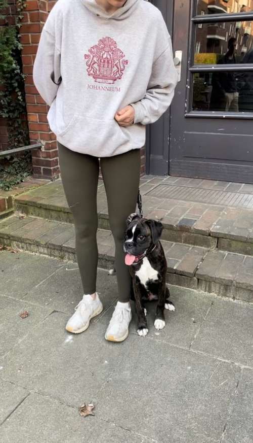 Hundeauslaufgebiet-Powerhouse Dogs-Bild