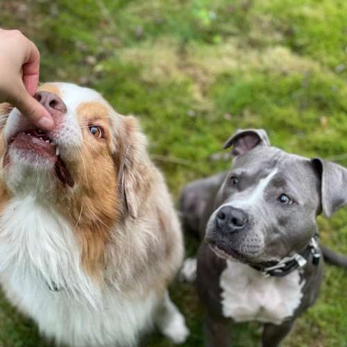 Hundeauslaufgebiet-Powerhouse Dogs-Bild