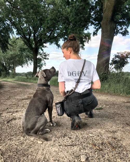 Hundeauslaufgebiet-Powerhouse Dogs-Bild