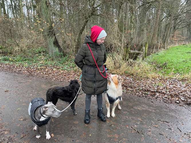 Hundeauslaufgebiet-Powerhouse Dogs-Bild