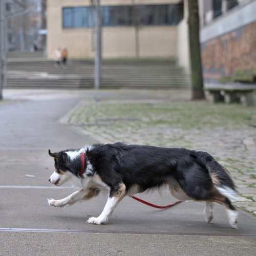 Hundeauslaufgebiet-Pawlitytime Hundeschule Hamburg -Bild