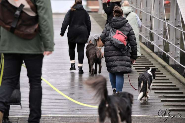 Hundeauslaufgebiet-Pawlitytime Hundeschule Hamburg -Bild