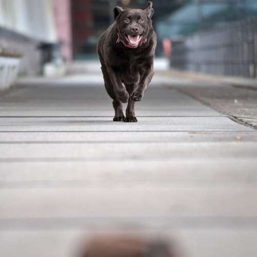 Hundeauslaufgebiet-Pawlitytime Hundeschule Hamburg -Bild
