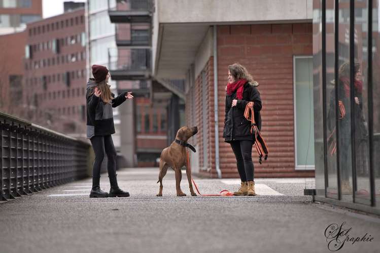 Hundeauslaufgebiet-Pawlitytime Hundeschule Hamburg -Bild