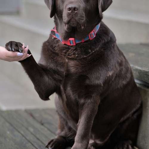 Hundeauslaufgebiet-Pawlitytime Hundeschule Hamburg -Bild