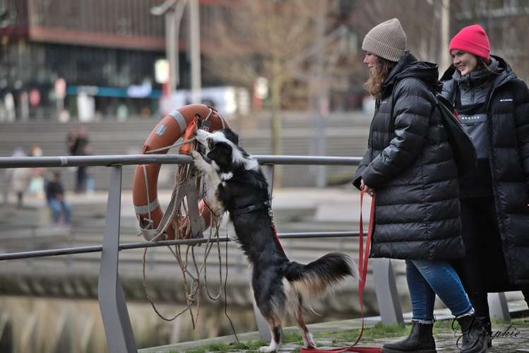 Hundeauslaufgebiet-Pawlitytime Hundeschule Hamburg -Bild