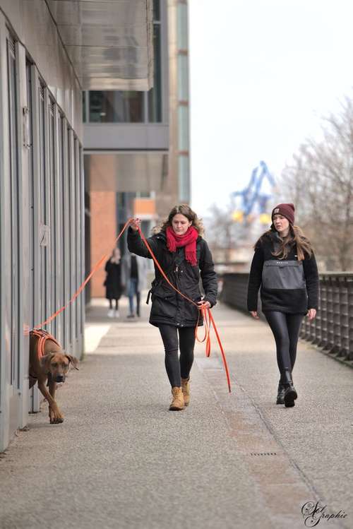 Hundeauslaufgebiet-Pawlitytime Hundeschule Hamburg -Bild