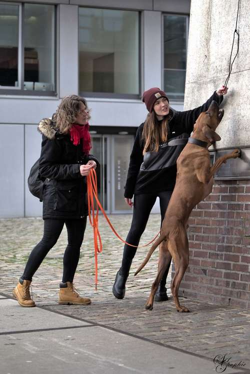 Hundeauslaufgebiet-Pawlitytime Hundeschule Hamburg -Bild