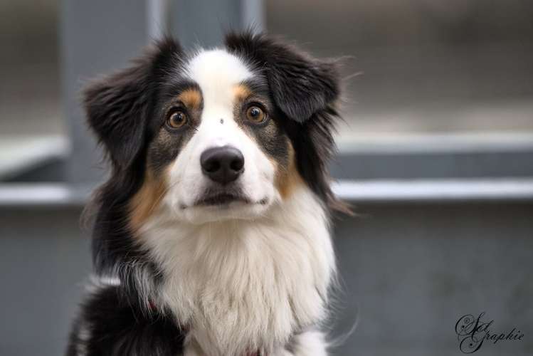 Hundeauslaufgebiet-Pawlitytime Hundeschule Hamburg -Bild