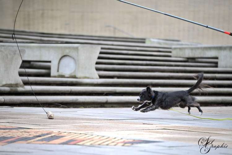 Hundeauslaufgebiet-Pawlitytime Hundeschule Hamburg -Bild