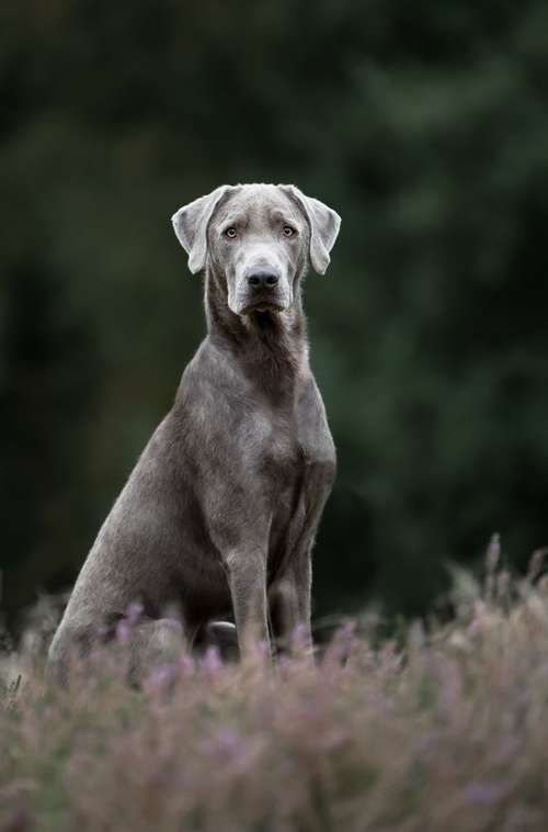 Hundeauslaufgebiet-Pawlitytime Hundeschule Hamburg -Bild