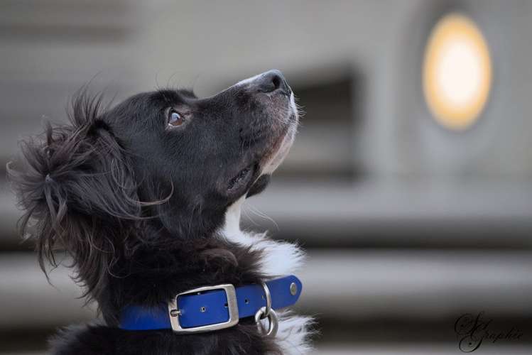 Hundeauslaufgebiet-Pawlitytime Hundeschule Hamburg -Bild