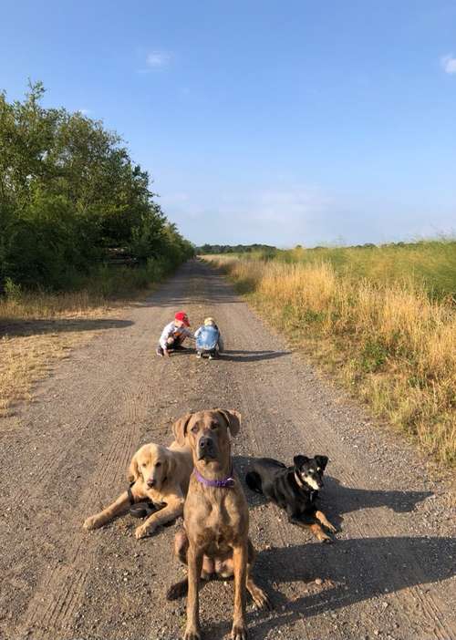 Hundeauslaufgebiet-CW Pfotenvielfalt-Bild