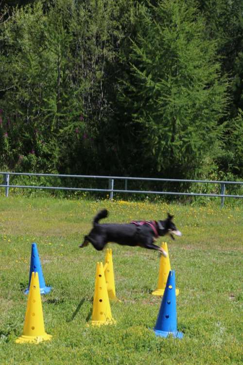 Hundeauslaufgebiet-Dog Rules Hundeschule-Bild