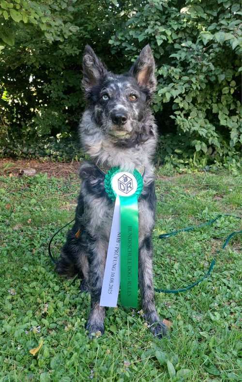 Hundeauslaufgebiet-Dog Rules Hundeschule-Bild