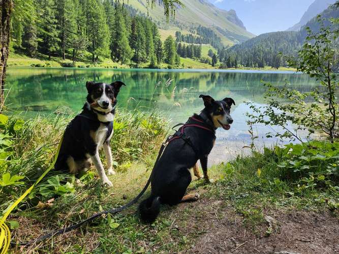 Hundeauslaufgebiet-Dog Rules Hundeschule-Bild
