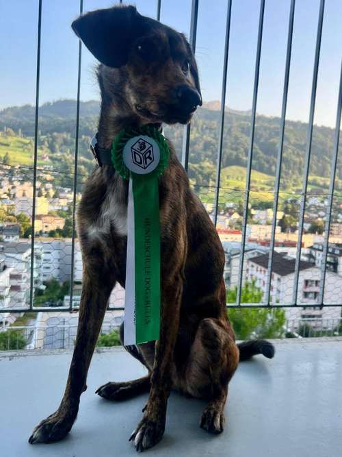 Hundeauslaufgebiet-Dog Rules Hundeschule-Bild