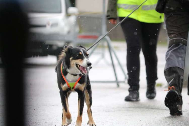 Hundeauslaufgebiet-Dog Rules Hundeschule-Bild